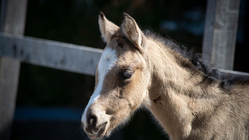 Een veulen halstermak maken