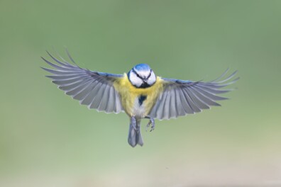 Roots-wedstrijd Foto van de Maand
