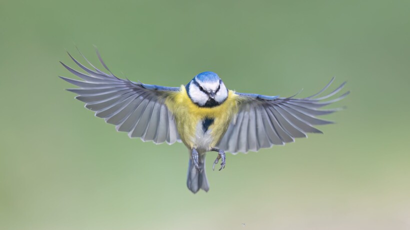 Roots-wedstrijd Foto van de Maand