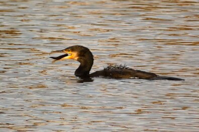Natuurshot van de Week: aalschover vangt vis