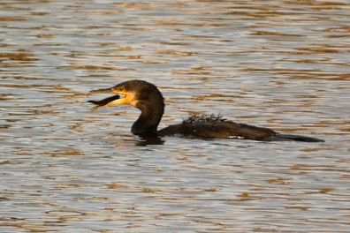 Natuurshot van de Week: aalschover vangt vis