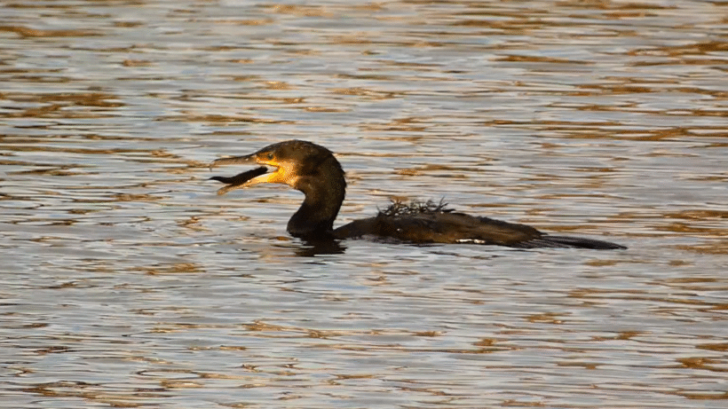 Natuurshot van de Week: aalschover vangt vis
