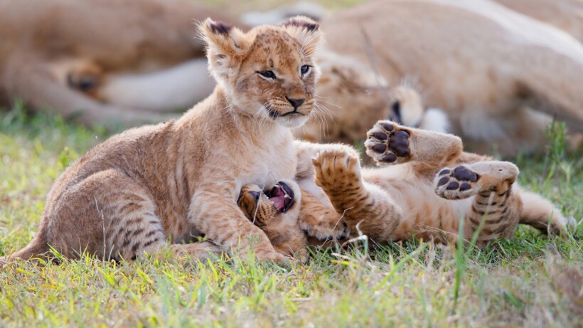 Een nalatenschap die blijft groeien? Zo geef je de natuur door aan volgende generaties (advertorial)
