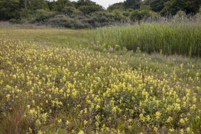 Roots-wandeling: struinen door de duinen van Castricum