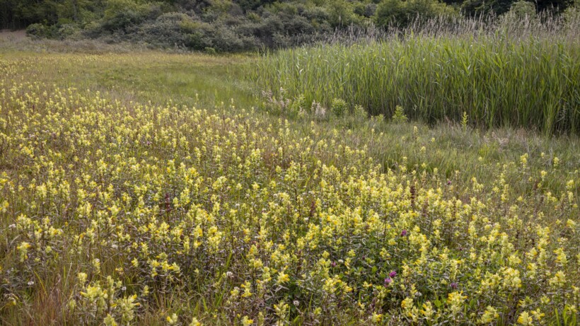 Roots-wandeling: struinen door de duinen van Castricum