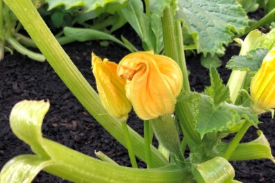 Pompoen zaaien: de beste tips