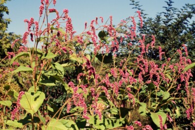 Bloemen zaaien met Marieke Nolsen