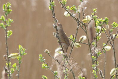 Natuurshot van de week: Snor