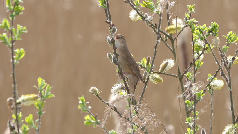Natuurshot van de week: Snor