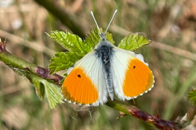 Natuurshot van de week: oranjetipje