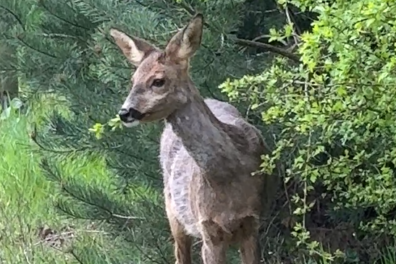 Natuurshot van de week: etende ree