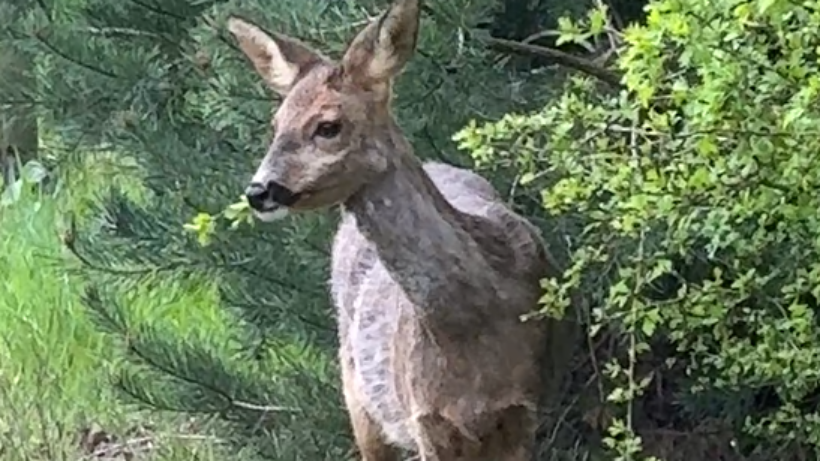 Natuurshot van de week: etende ree