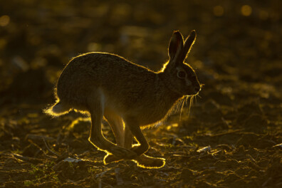 De 10 mooiste foto’s met tegenlicht