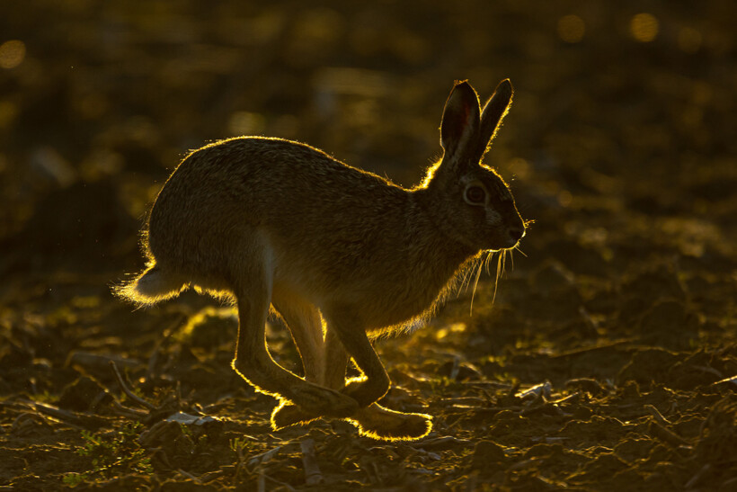 De 10 mooiste foto’s met tegenlicht