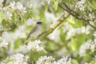 Geluid zwartkop: glasheldere zang vanuit de struiken
