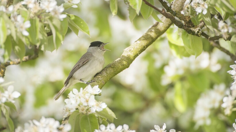 Geluid zwartkop: glasheldere zang vanuit de struiken