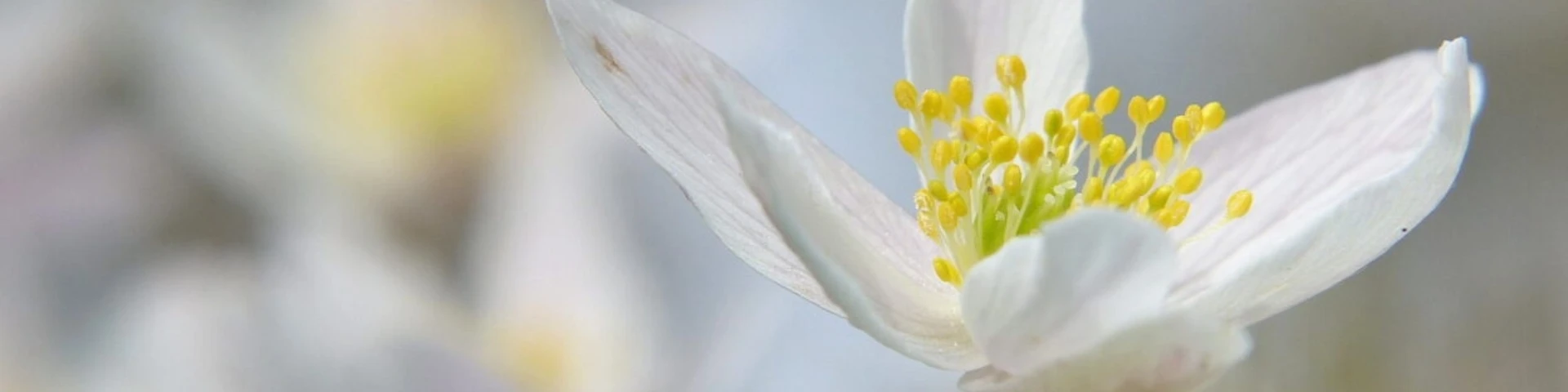 bosanemoontjes-31MAR16-10-scaled-1248x832-c-center