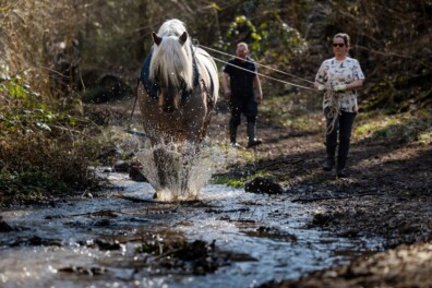 Frans trekpaard zet zich schrap in Elslooërbos