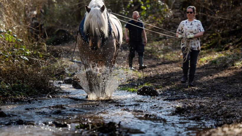 Frans trekpaard zet zich schrap in Elslooërbos