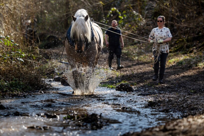 Frans trekpaard zet zich schrap in Elslooërbos
