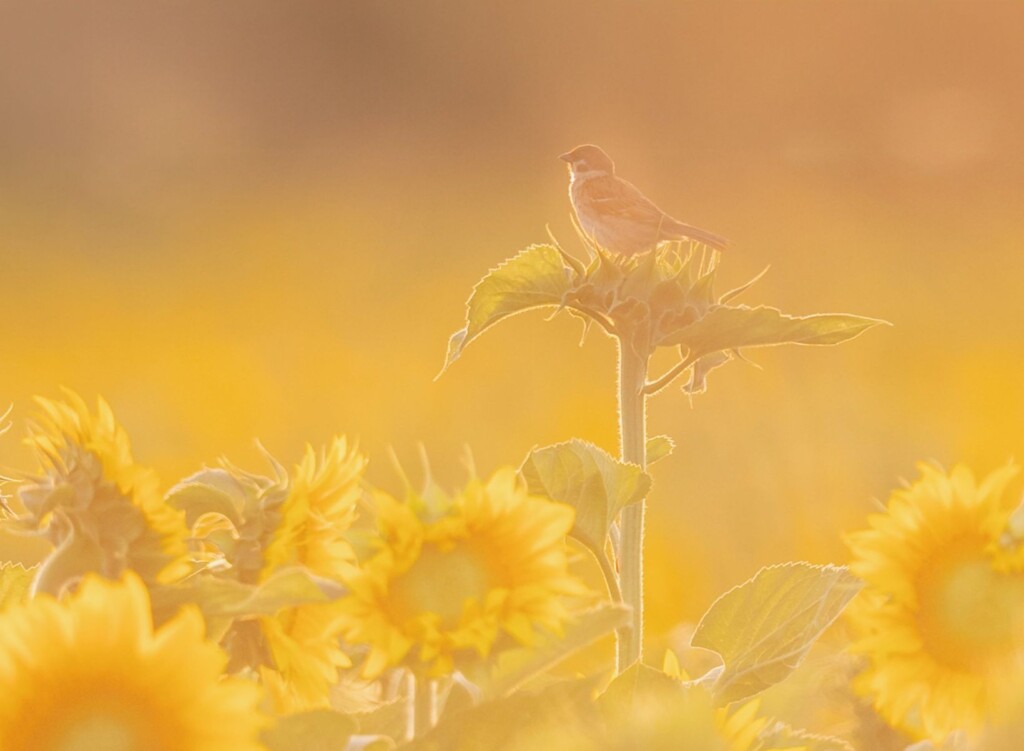 ellen stegeman, ,Ringmus omringd door gouden licht en zonnebloemen