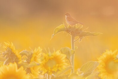 Opvallende inzendingen Roots-wedstrijd Foto van de Maand maart 2026