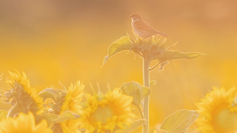 Opvallende inzendingen Roots-wedstrijd Foto van de Maand maart 2026