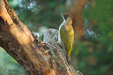 Weetjes over de groene specht