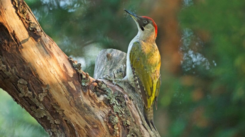 Weetjes over de groene specht