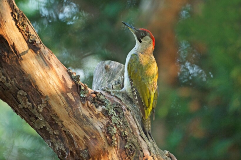 Weetjes over de groene specht