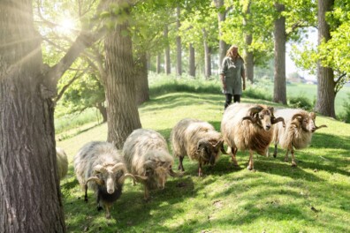 Drents heideschaap graast in Zeeland