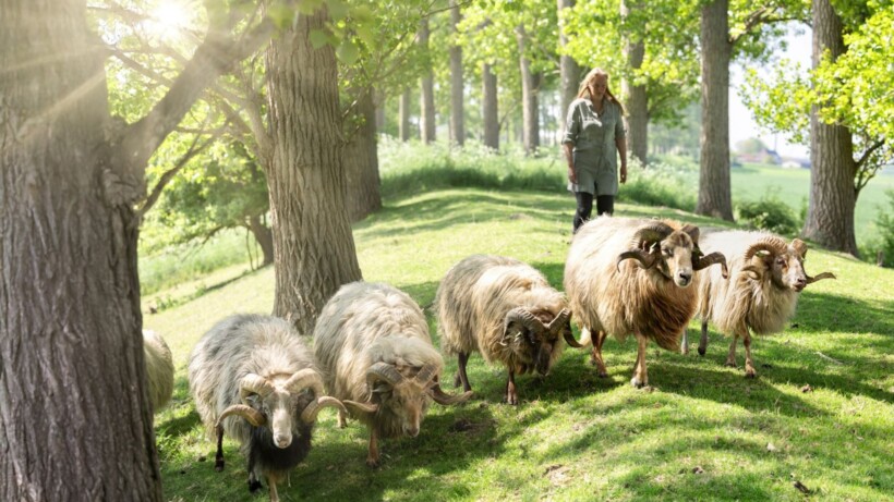 Drents heideschaap graast in Zeeland