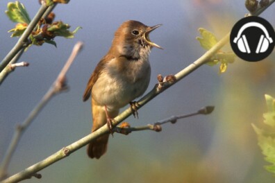 Podcast Notenkrakers