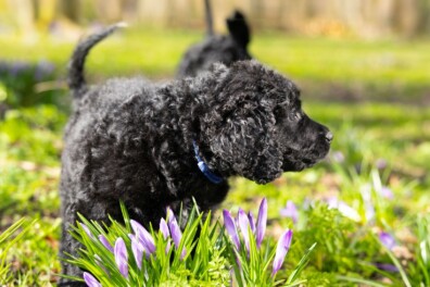 Noodkreet voor wetterhoun