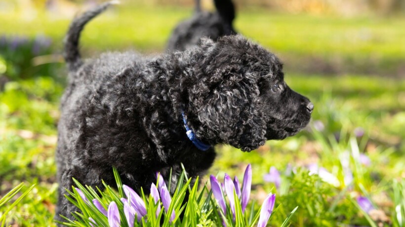 Noodkreet voor wetterhoun