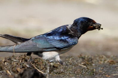 Natuurshot van de week: boerenzwaluw