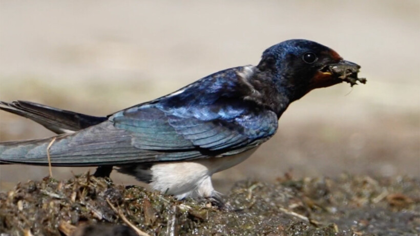 Natuurshot van de week: boerenzwaluw