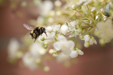 10 mooie foto’s in het thema ‘macro’s in geel en wit’