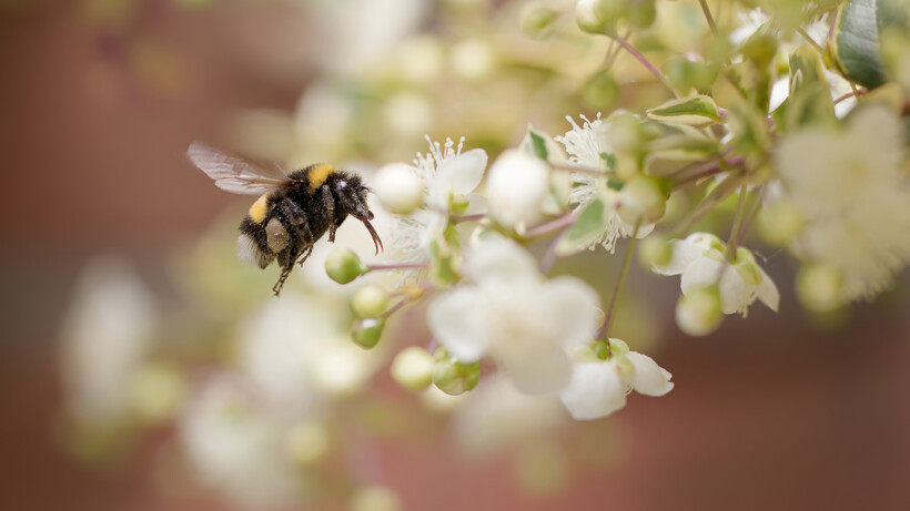 10 mooie foto’s in het thema ‘macro’s in geel en wit’