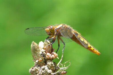 Natuurshot van de week: platbuik