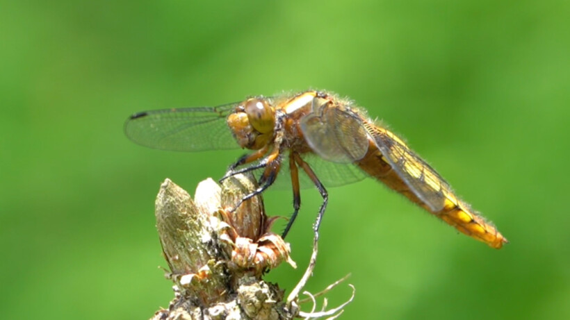 Natuurshot van de week: platbuik