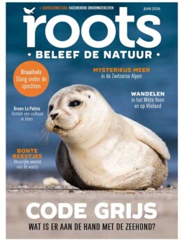 Roots juni