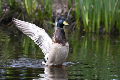 Natuurshot van de week: wilde eend