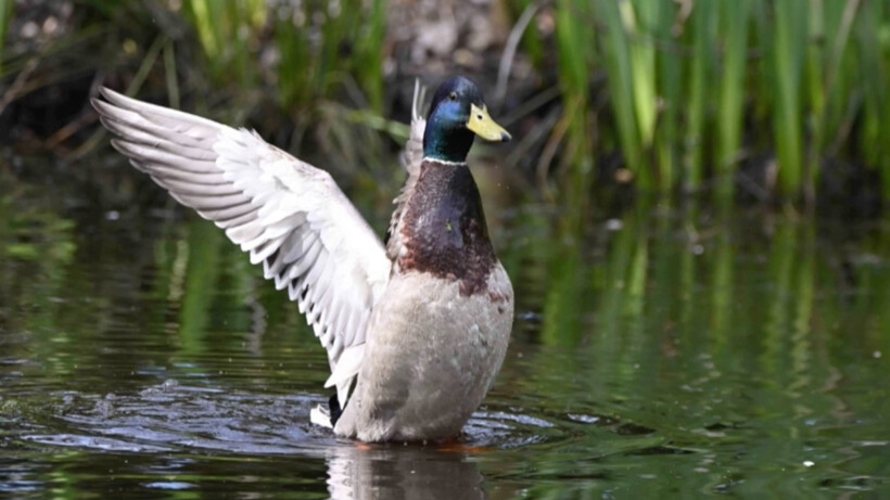 Natuurshot van de week: wilde eend