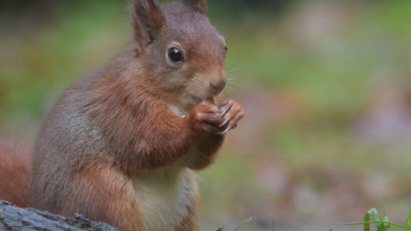Leuk dierenfilmpje gemaakt? Stuur het naar Roots
