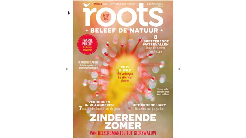 Roots juli/augustus