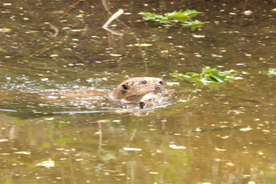 Natuurshot van de week: bever met jong