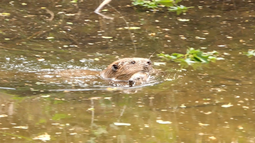 Natuurshot van de week: bever met jong