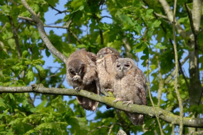 Natuurshot van de week: bosuilen