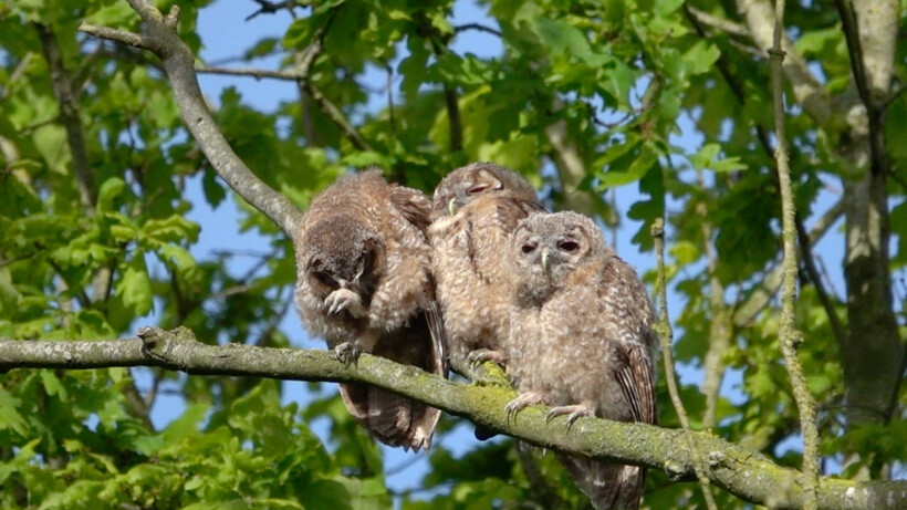 Natuurshot van de week: bosuilen